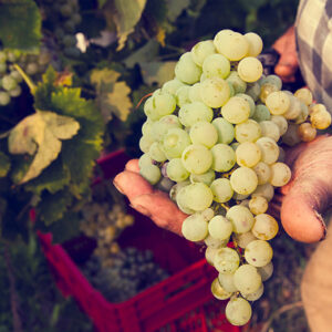 Ca’ del Bosco: alla scoperta del Franciacorta